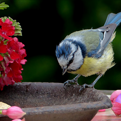 Vogelvriendelijke tuin