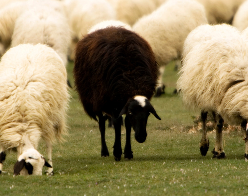 zwarte schaap van de familie