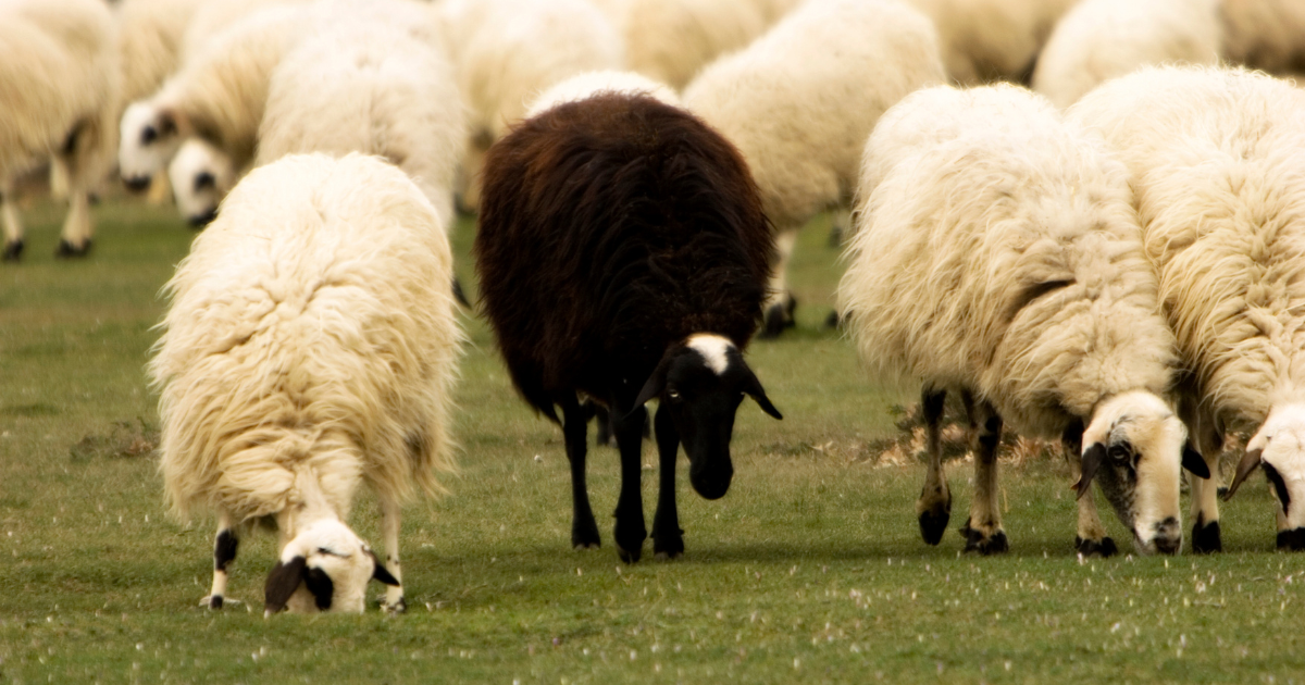 zwarte schaap van de familie