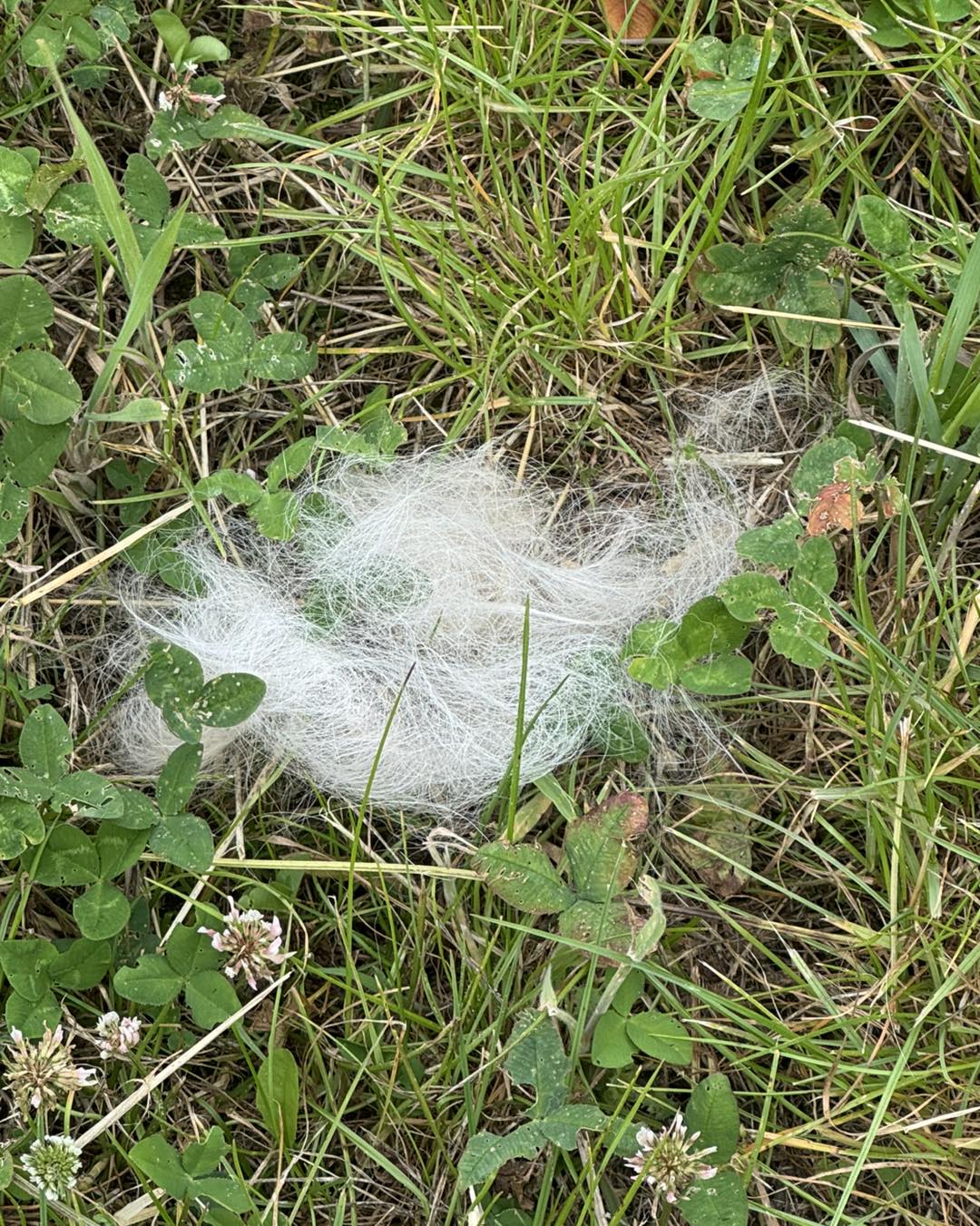 Let op zie je hondenharen in de natuur verwijder deze zo snel mogelijk