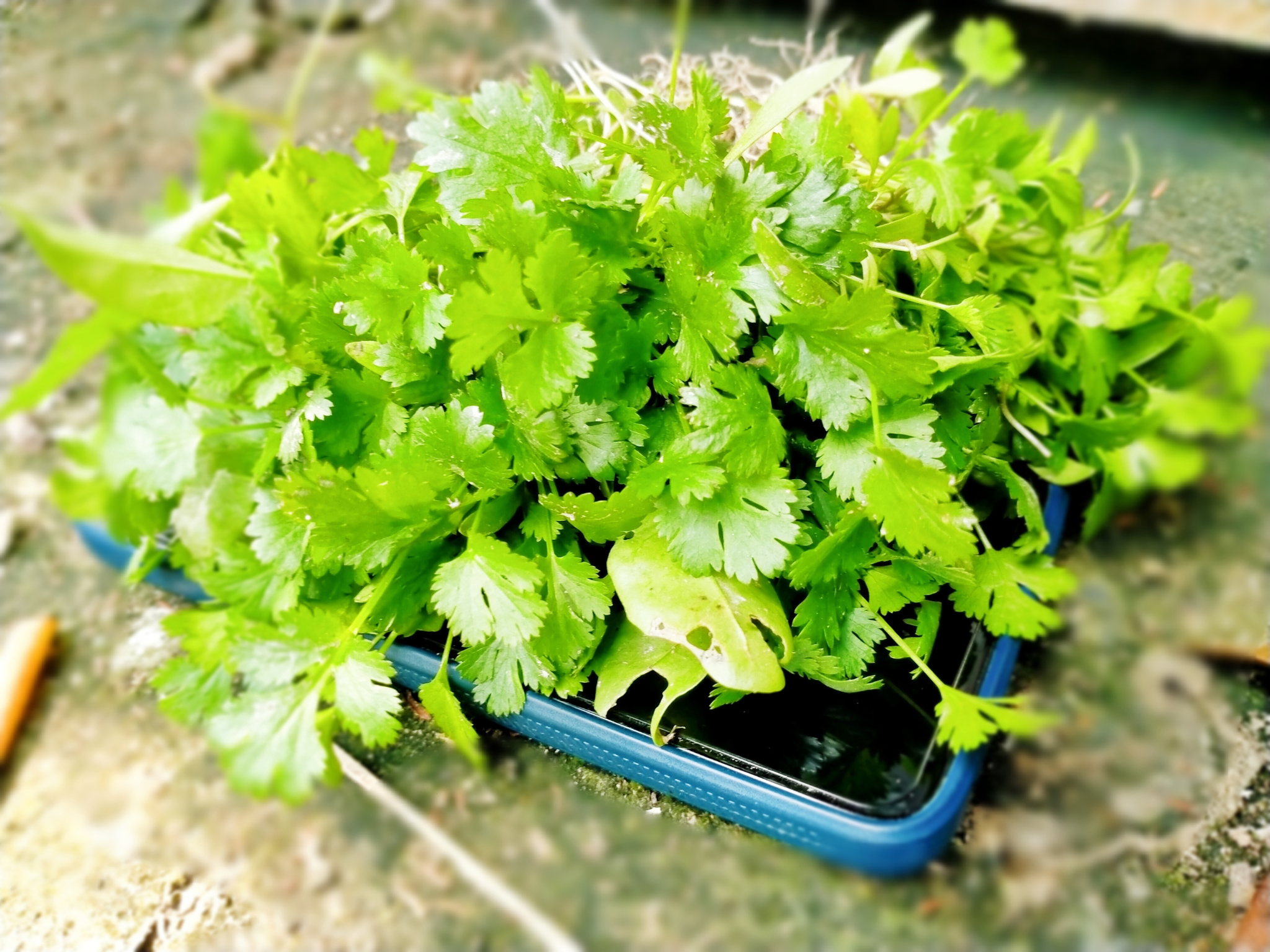 4 redenen waarom jij vaker koriander zou moeten eten