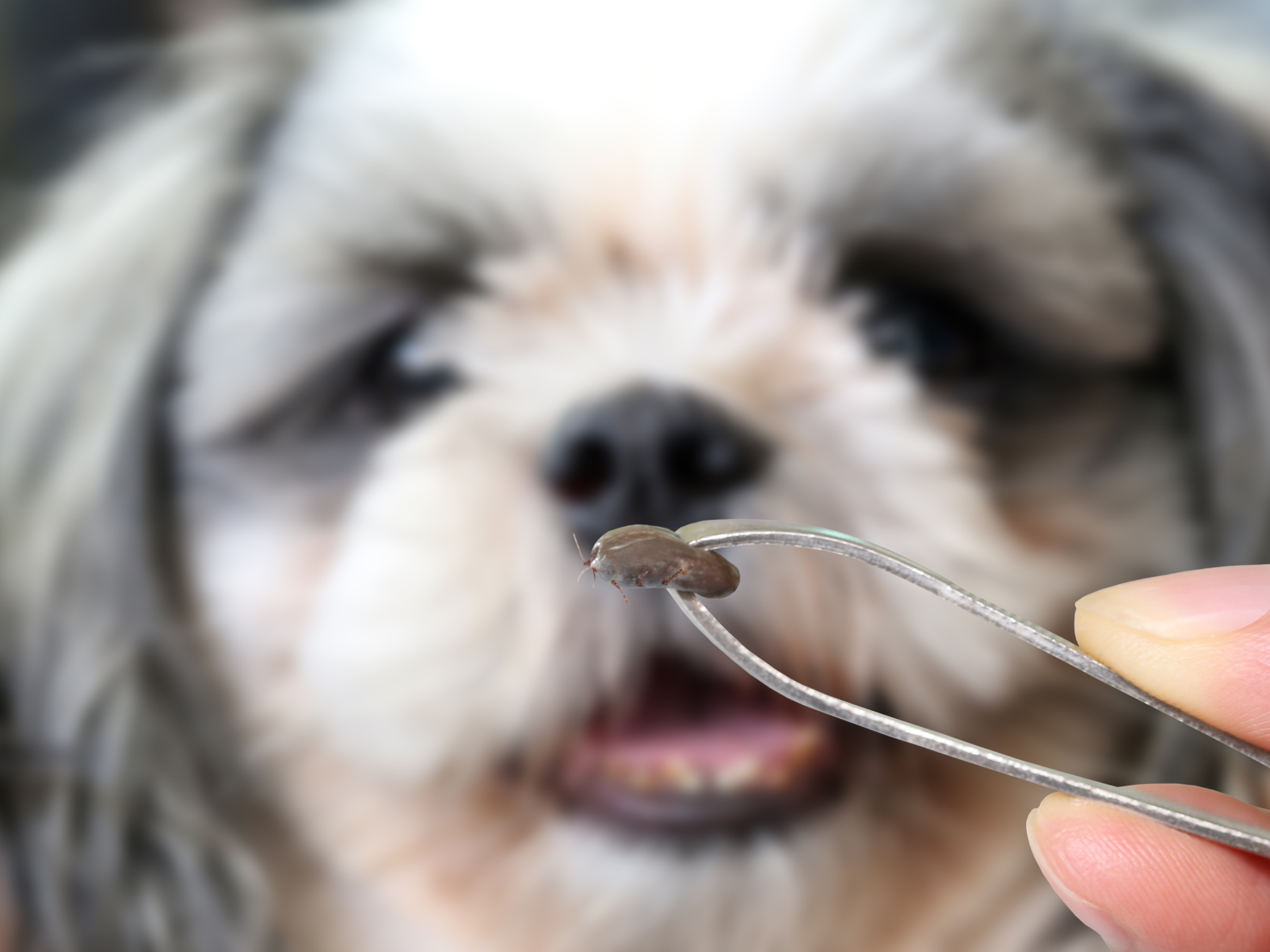 Pas op dit is waarom je een teek nooit door het toilet moet spoelen