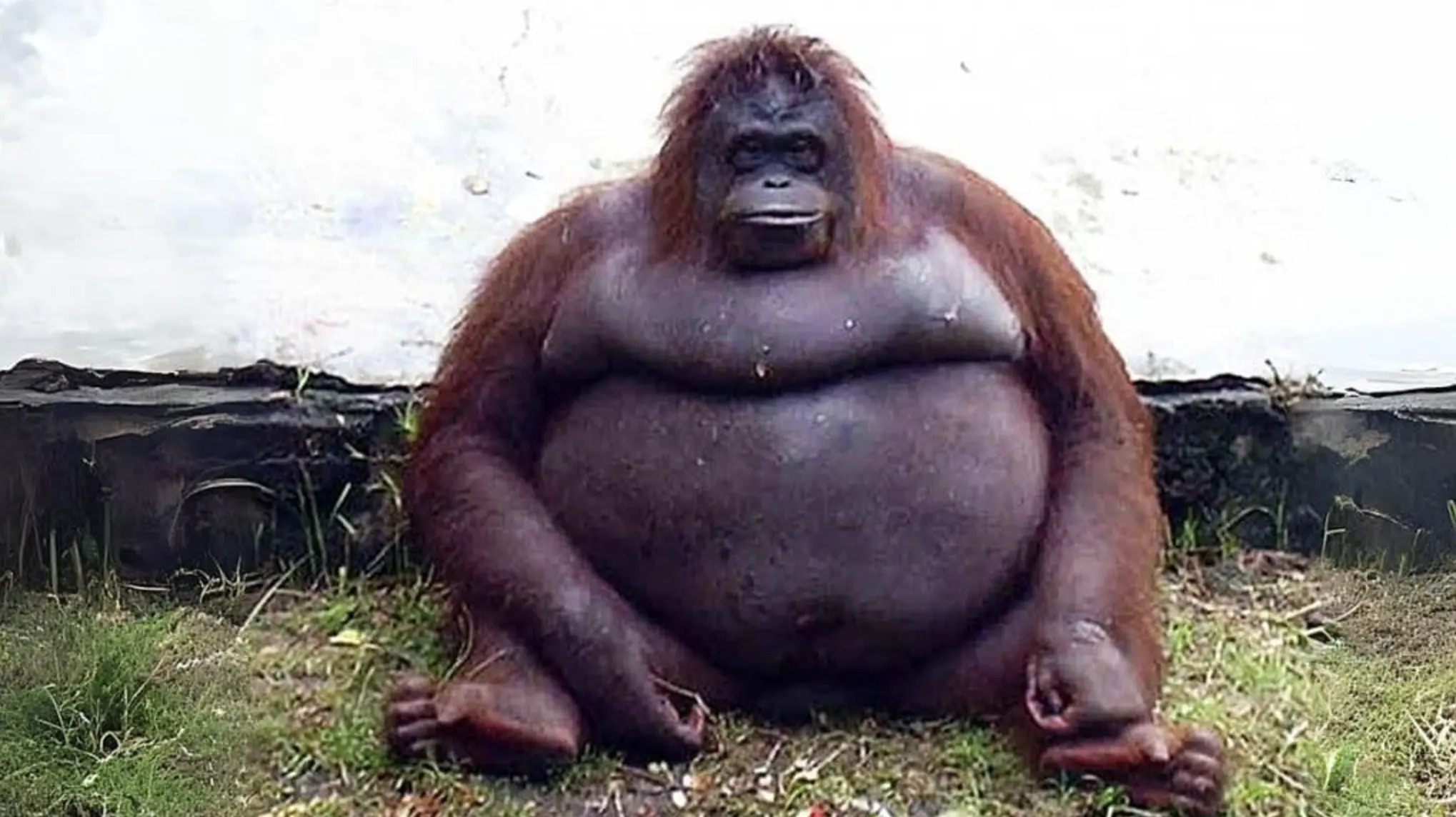 Orang-oetan blijft wekenlang stil zitten totdat verzorgers ontdekken waar ze op zit