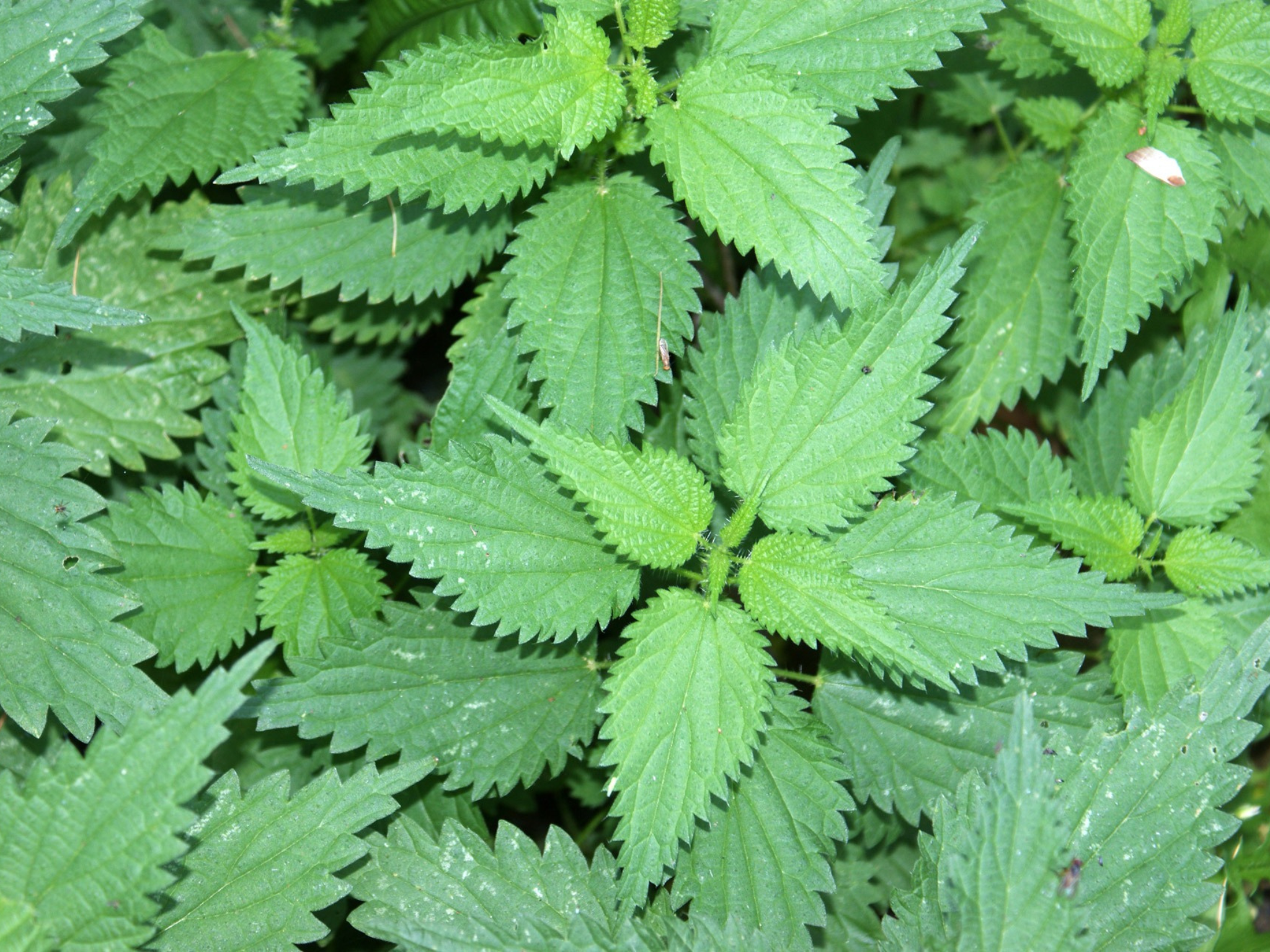 Gestoken door een brandnetel? Deze tips helpen tegen de jeuk