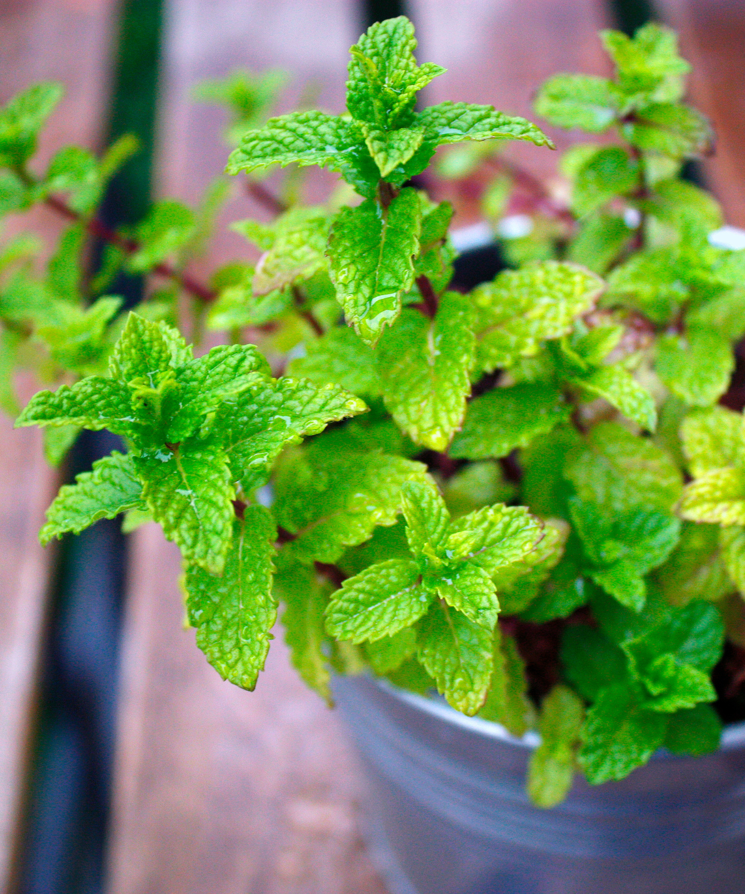 Met dit trucje kan je verse munt langer bewaren