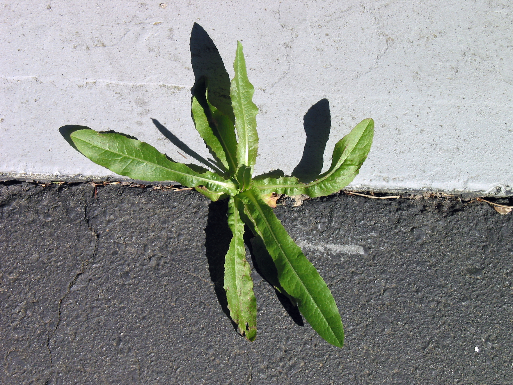 Last van onkruid tussen je tegels? met dit simpele trucje ben je er zo vanaf