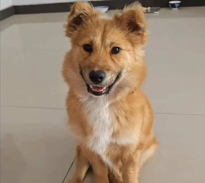 Verwaarloosde pup blijft wekenlang bij een viaduct wachten op zijn baasje