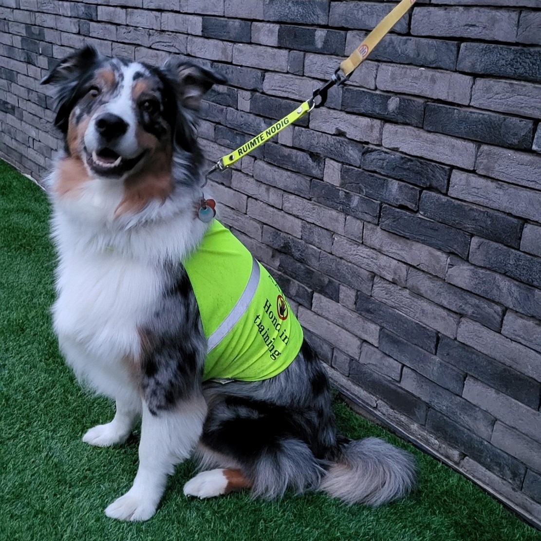 Zie je een hond met een geel lintje? Dít moet je echt weten