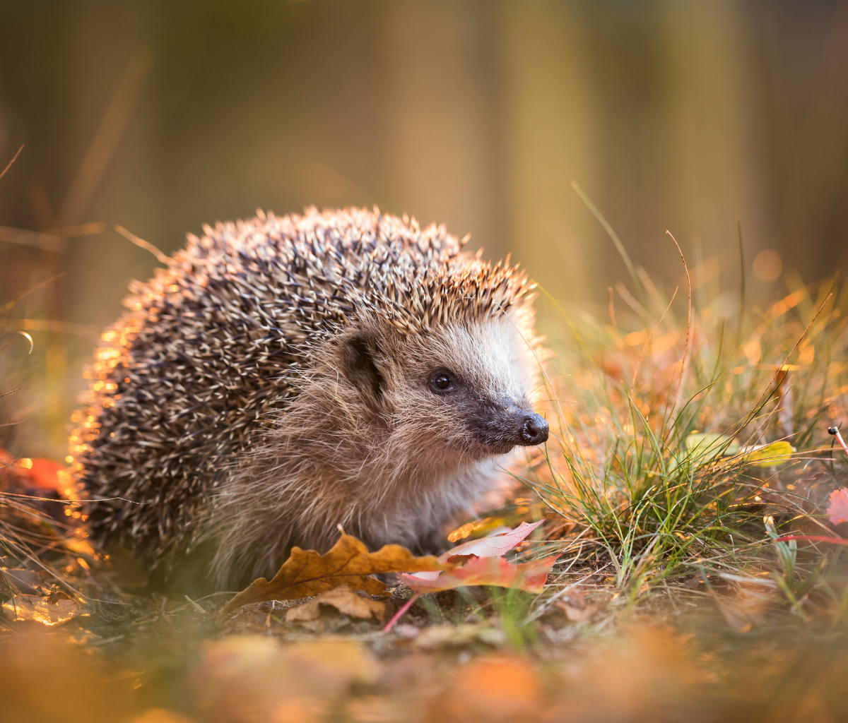 Egels verdwijnen snel uit Nederland – met deze tips kun jij helpen