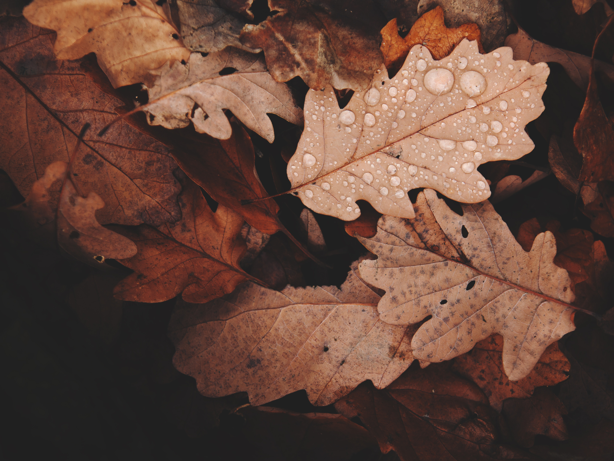 Laat die bladeren liggen! Tuinexperts onthullen waarom opruimen juist slecht kan zijn