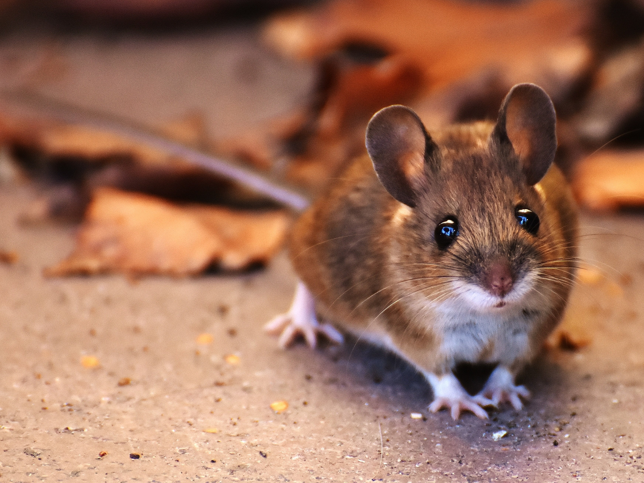 Zo zorg je dat je huis muis en ratvrij blijft zonder gif