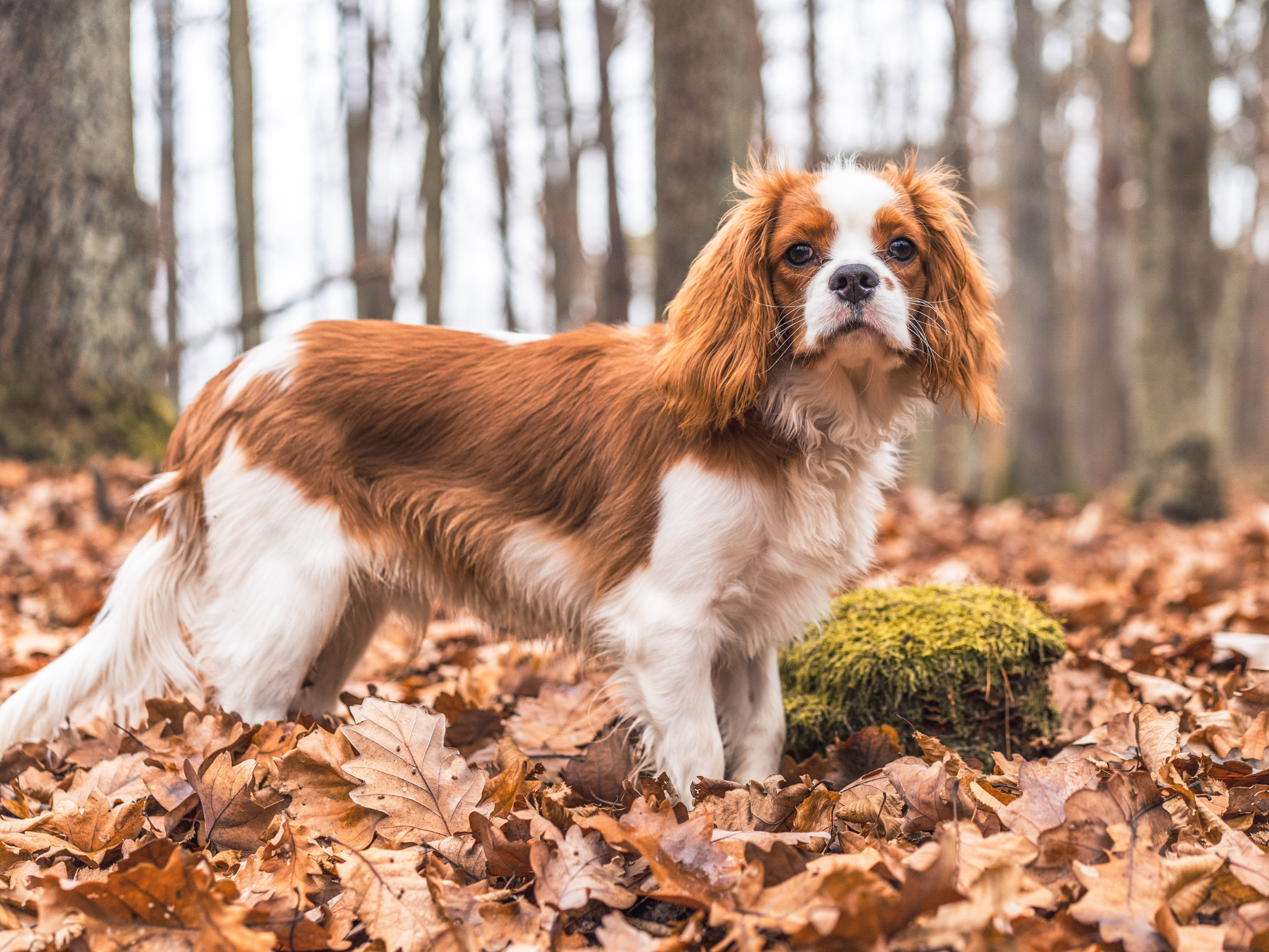 Een hond nemen op latere leeftijd: dit zijn de beste honden voor senioren boven de 60 jaar