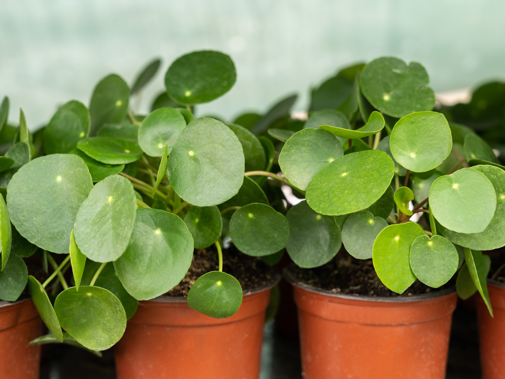 Met deze tips houd jij jouw pannenkoekenplant wél in leven! (bijna iedereen doet dit fout)
