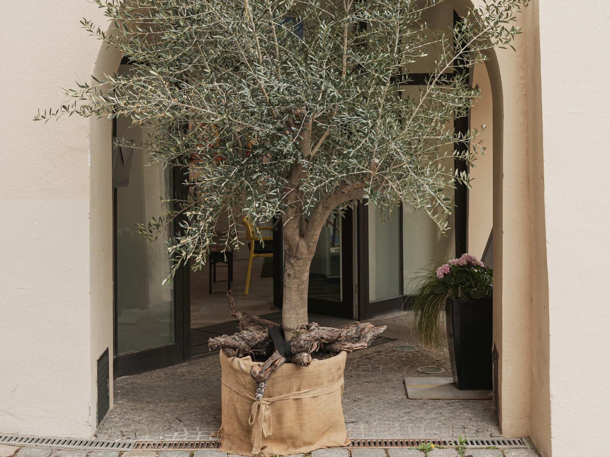 Zet ze gerust buiten: 8 planten die vorst gewoon negeren