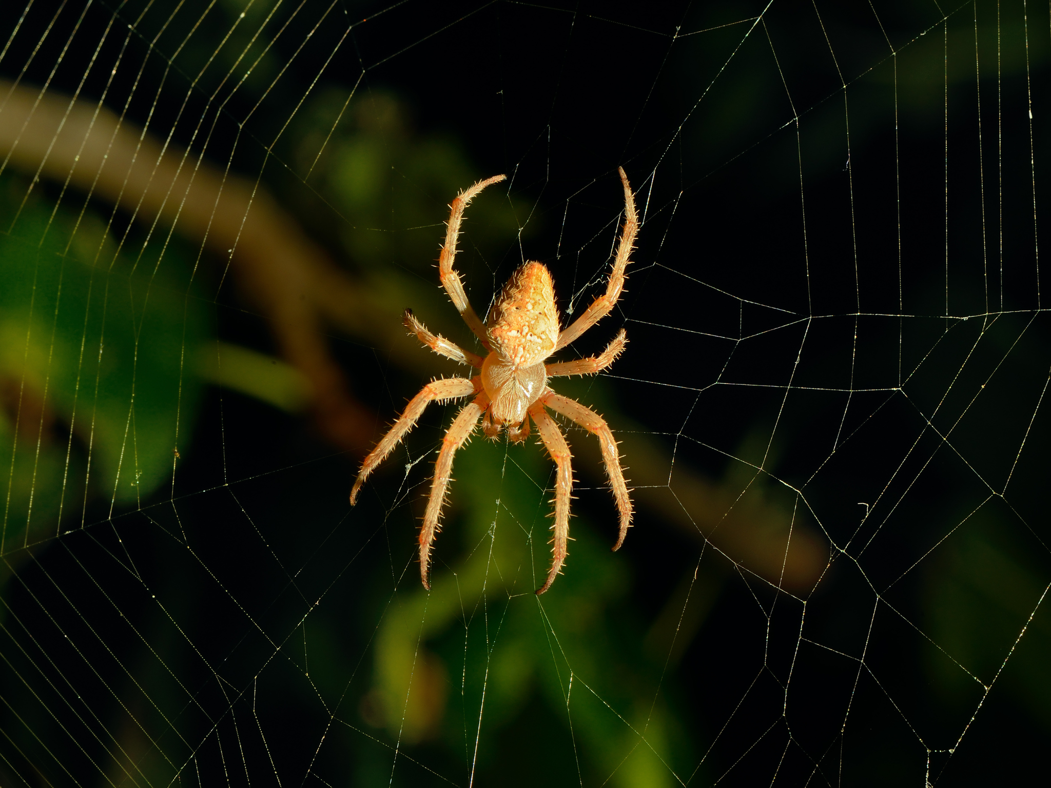 Wespen en spinnen verjagen? Ontdek deze geniale truc