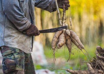 Dit populaire voedsel is gevaarlijker dan je denkt – en je eet het misschien wel elke week