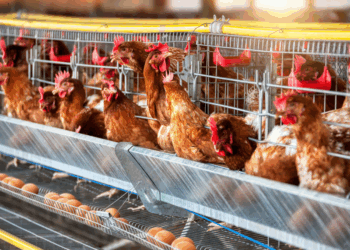 Let op met eieren uit de supermarkt experts slaan alarm over salmonella