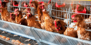 Let op met eieren uit de supermarkt experts slaan alarm over salmonella