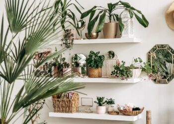 Onder €2: dit nieuwe Action-item is een echte aanwinst voor je planten