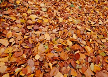 Je doet het al jaren verkeerd: hierom moet je bladeren juist laten liggen!
