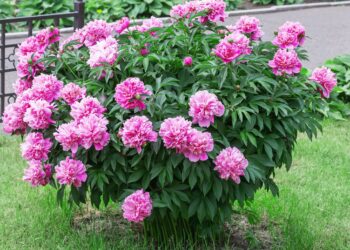 Niemand vertelt je dit: deze planten gaan dood als je ze nú snoeit