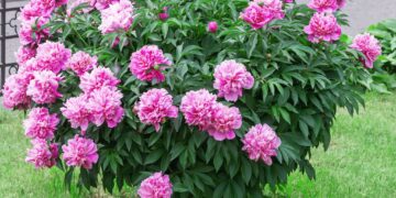 Niemand vertelt je dit: deze planten gaan dood als je ze nú snoeit