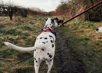 Dit kost het je door je hond uit te laten zonder zakje? Boa’s delen hoge boetes uit!