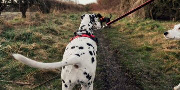 Dit kost het je door je hond uit te laten zonder zakje? Boa’s delen hoge boetes uit!