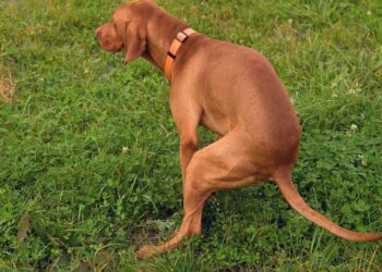 Dit kost het je door je hond uit te laten zonder zakje? Boa’s delen hoge boetes uit!