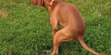 Dit kost het je door je hond uit te laten zonder zakje? Boa’s delen hoge boetes uit!