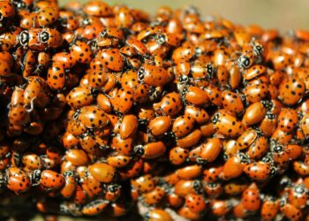 Ineens weer lieveheersbeestjes in huis? Dit is het het komt