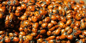 Ineens weer lieveheersbeestjes in huis? Dit is het het komt