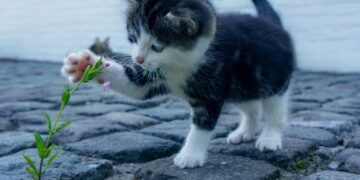 Dit zegt de houding van je kat écht over hoe ze zich bij jou voelt…