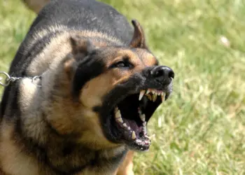 Dit zijn de meest onverwachte agressieve hondenrassen! (en dit is waarom)