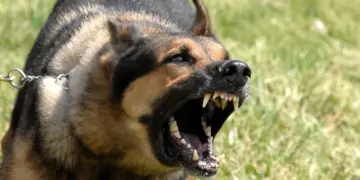 Dit zijn de meest onverwachte agressieve hondenrassen! (en dit is waarom)