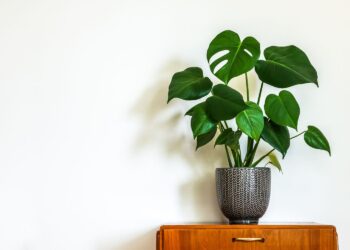 Met deze tips houd jij jouw Monstera wél in leven! (Bijna iedereen doet dit fout)