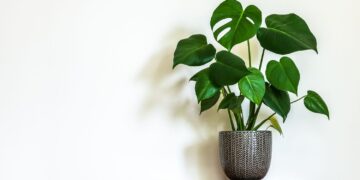 Met deze tips houd jij jouw Monstera wél in leven! (Bijna iedereen doet dit fout)