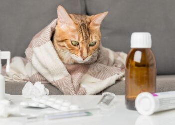 Eerste kat in Nederland overleden aan vogelgriep: hoe herken je dit bij je huisdier?