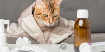 Eerste kat in Nederland overleden aan vogelgriep: hoe herken je dit bij je huisdier?