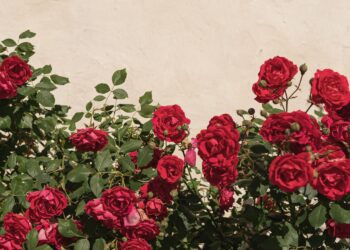 Rozen in huis gehaald? Dit onzichtbare gevaar kan je klachten bezorgen