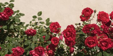 Rozen in huis gehaald? Dit onzichtbare gevaar kan je klachten bezorgen