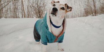 Hondenbezitters opgelet! Vanaf deze temperatuur wordt buiten lopen gevaarlijk voor je hond