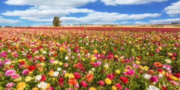 Zeg dag tegen de kou? Weerdienst ziet verrassende lente-omslag aankomen!