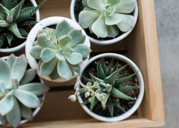 Met deze tips houd jij jouw vetplanten wél in leven! (bijna iedereen doet dit fout)