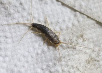 Plotseling zilvervisjes in huis? Zo kom je er echt natuurlijk vanaf