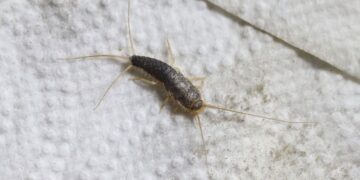 Plotseling zilvervisjes in huis? Zo kom je er echt natuurlijk vanaf