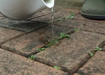 Giet dit over je stoeptegels. Mos en onkruid verdwijnen snel tot in de wortel