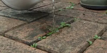 Giet dit over je stoeptegels. Mos en onkruid verdwijnen snel tot in de wortel