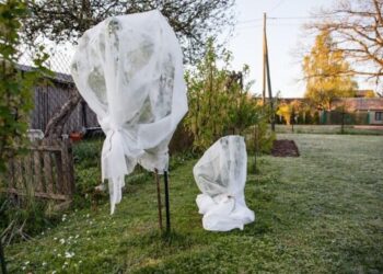 Voorzichtig! Dit foutje maken veel mensen in het voorjaar met hun nieuwe planten buiten