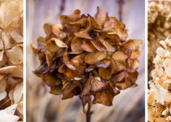 Zo kun je een uitgebloeide hortensia drogen en omtoveren tot decoratie
